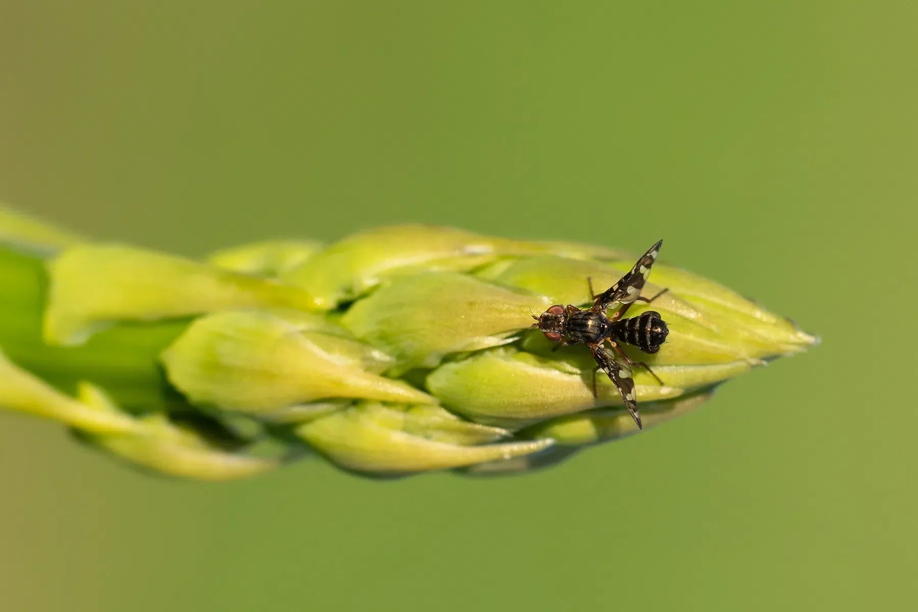 Spargelfliege bekämpfen: Natürliche und umweltfreundliche Strategien