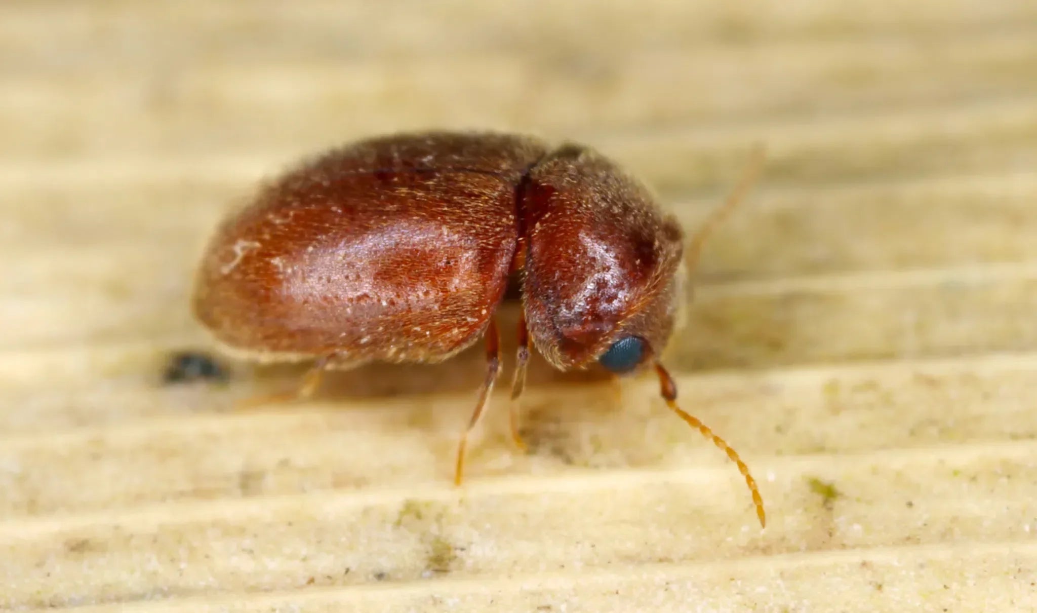 Tabakkäfer erkennen – Vorratsschädling in Speisekammer und Küche