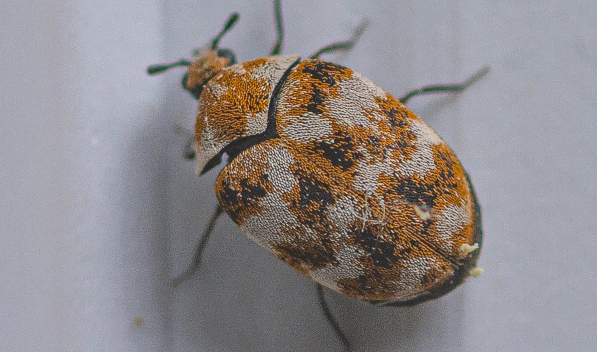 Teppichkäfer Larven erkennen und Teppichkanten schützen