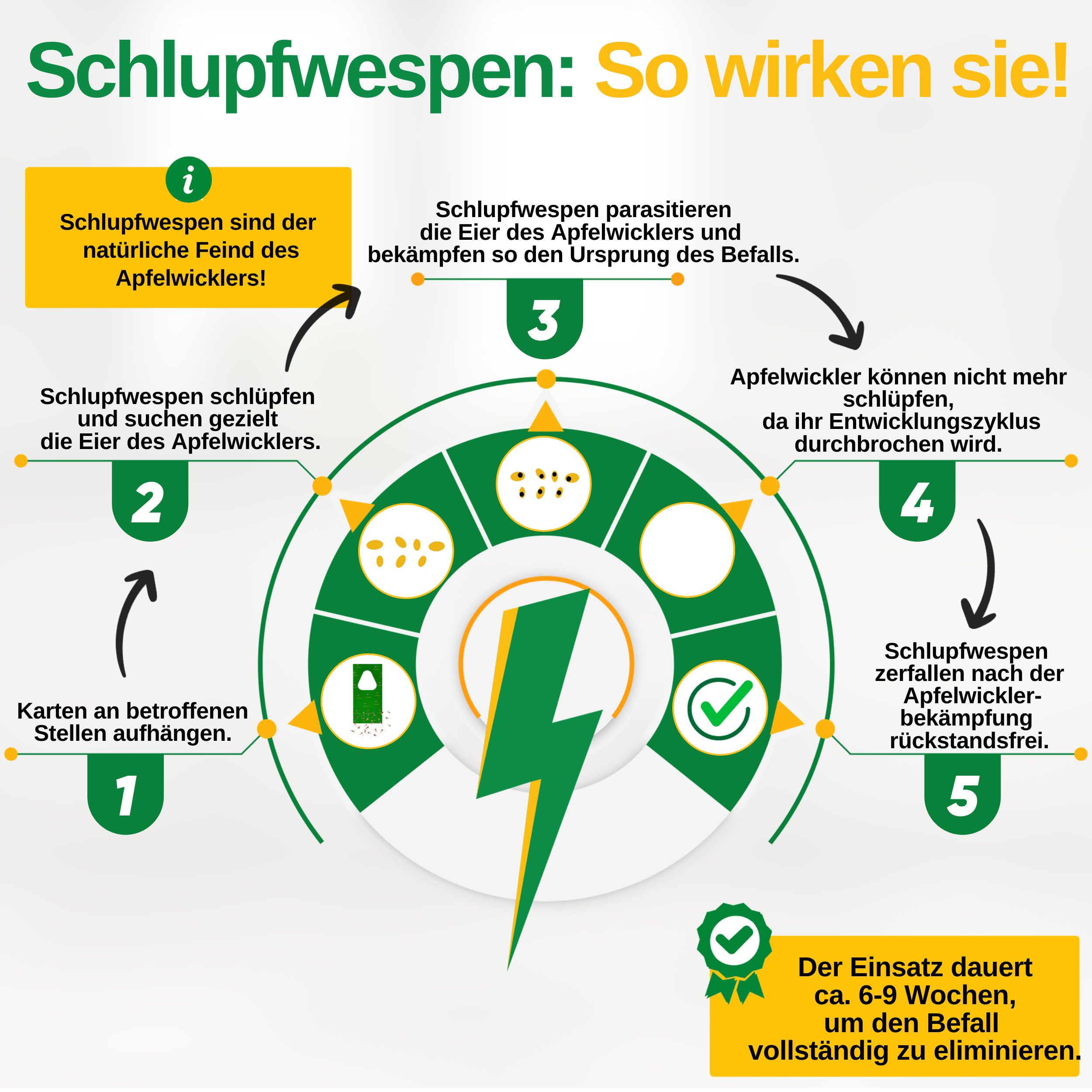 Schlupfwespen gegen Apfelwickler