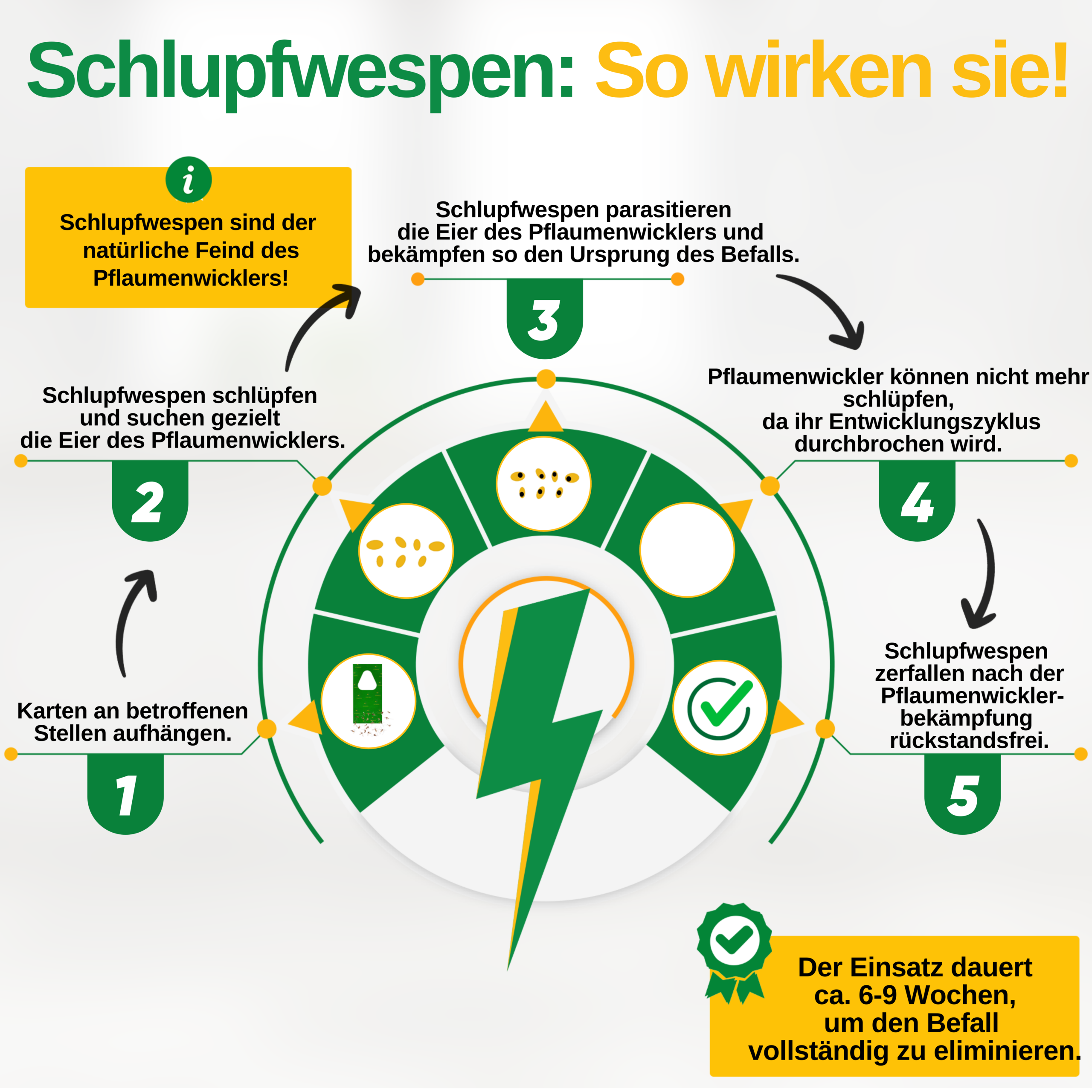 Schlupfwespen gegen Pflaumenwickler