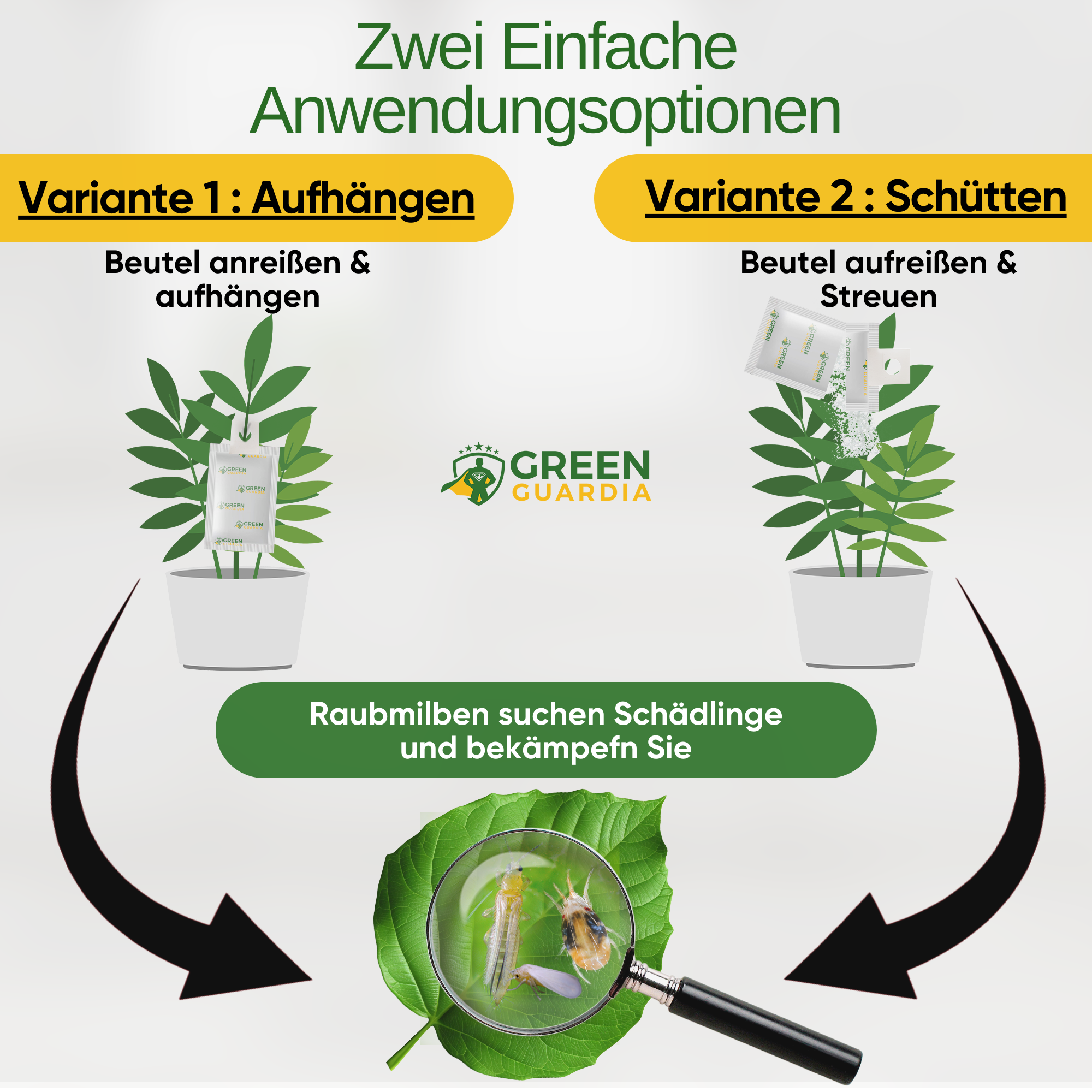 Ameisenwespchen gegen Brotkäfer, Tabakkäfer & Co.