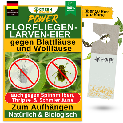 Florfliegenlarven-Eier gegen Blattläuse, Wollläuse zum Aufhängen