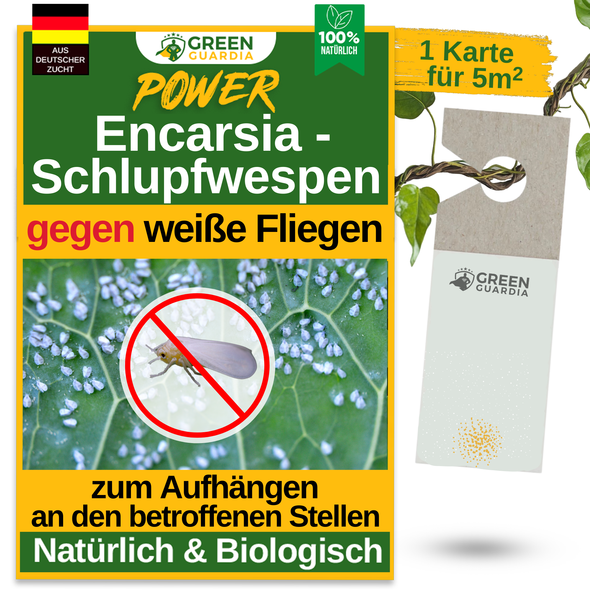 Encarsia-Schlupfwespen gegen Weiße Fliegen