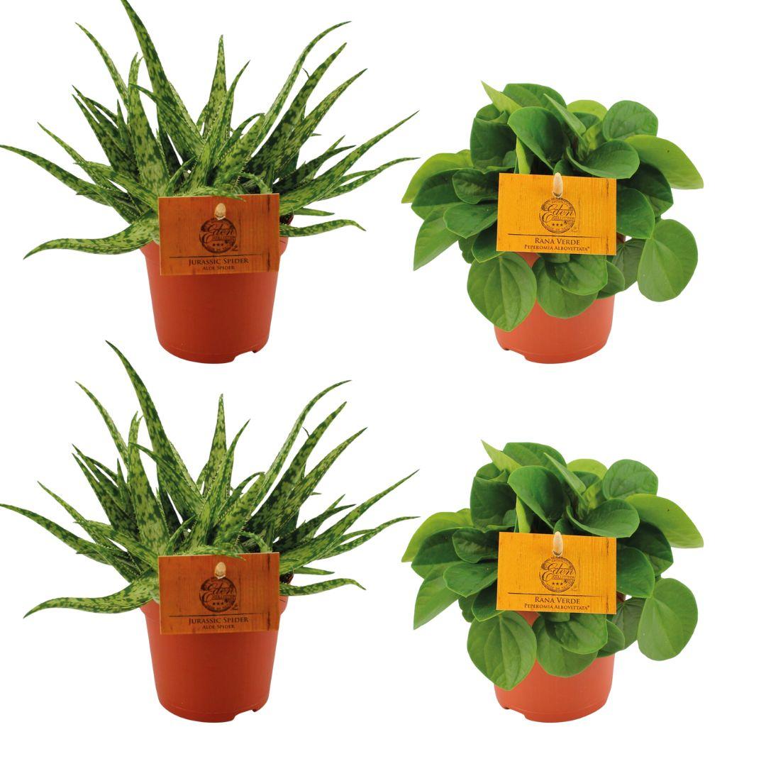 2x Aloe ‘Spider’ & 2x Peperomia ‘Rana Verde’ – 4 Pflanzen – 10,5 cm Topf, 10 cm hoch - Green Guardia - Ihr Experte für Schädlinge und Pflanzen
