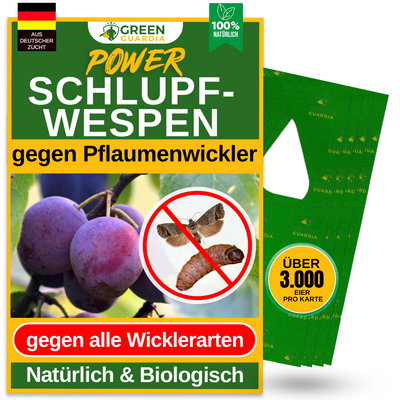 Schlupfwespen gegen Pflaumenwickler