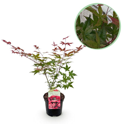 Acer Palmatum ‘Beni Maiko’ – Japanischer Ahorn, laubabwerfend – 19 cm Topf, 70 cm hoch - Green Guardia - Ihr Experte für Schädlinge und Pflanzen