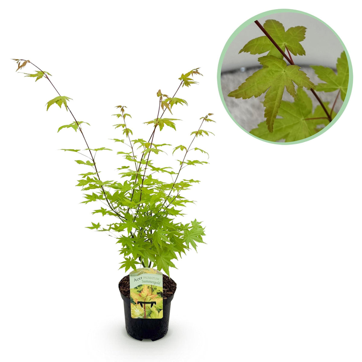 Acer Palmatum 'Summergold' – Japanischer Ahorn, laubabwerfend – 19 cm