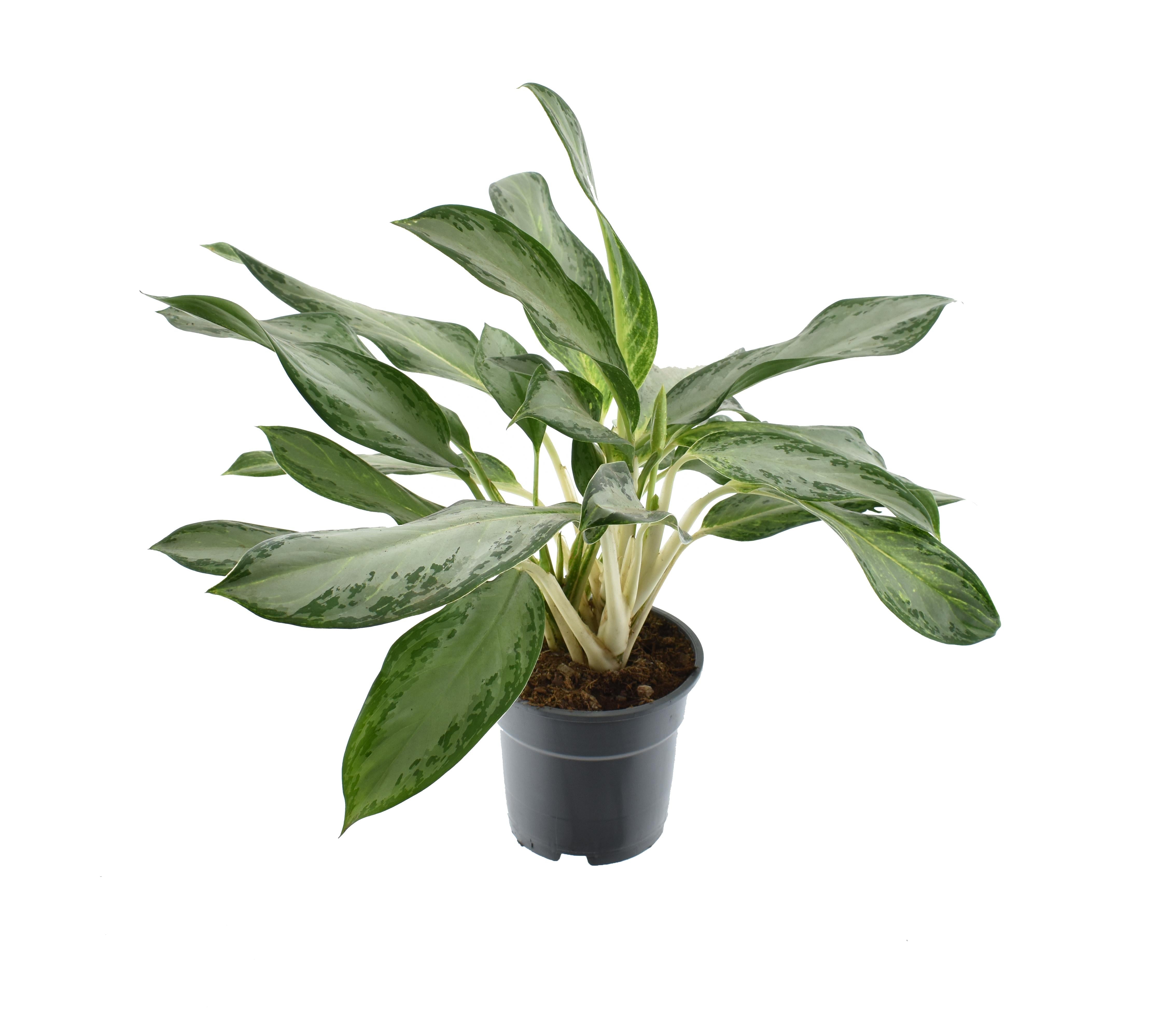Aglaonema – Kolbenfaden - verschieden Farben - 35 - 80 cm - Green Guardia - Ihr Experte für Schädlinge und Pflanzen