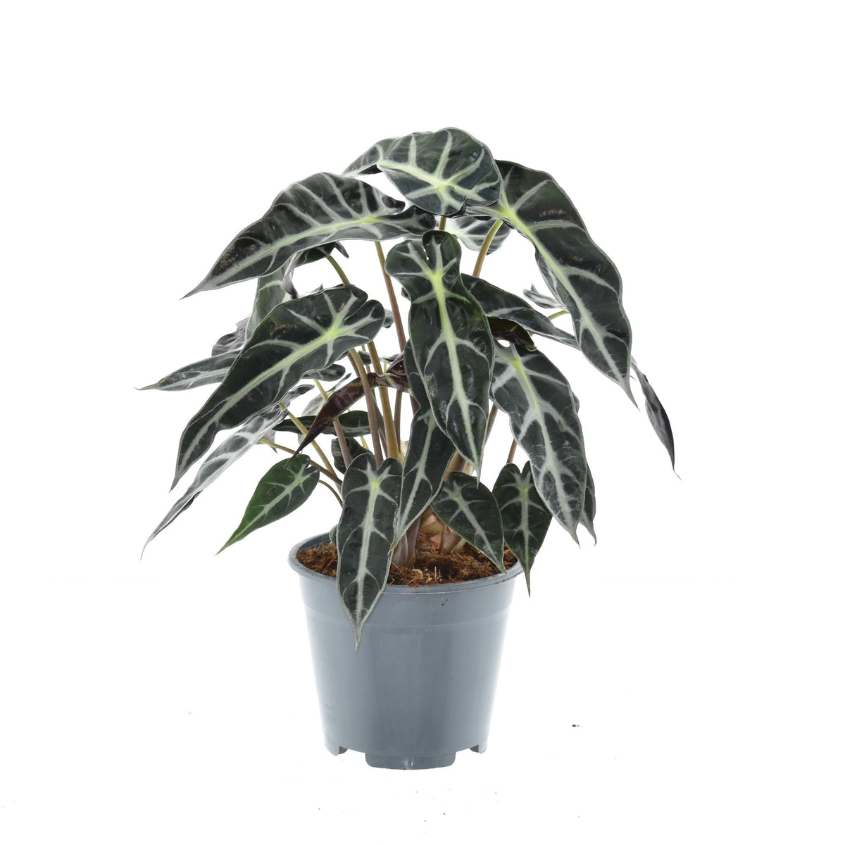 Alocasia 'Bambino Arrow' – Elefantenohr – 14 cm Topf, 40 cm hoch