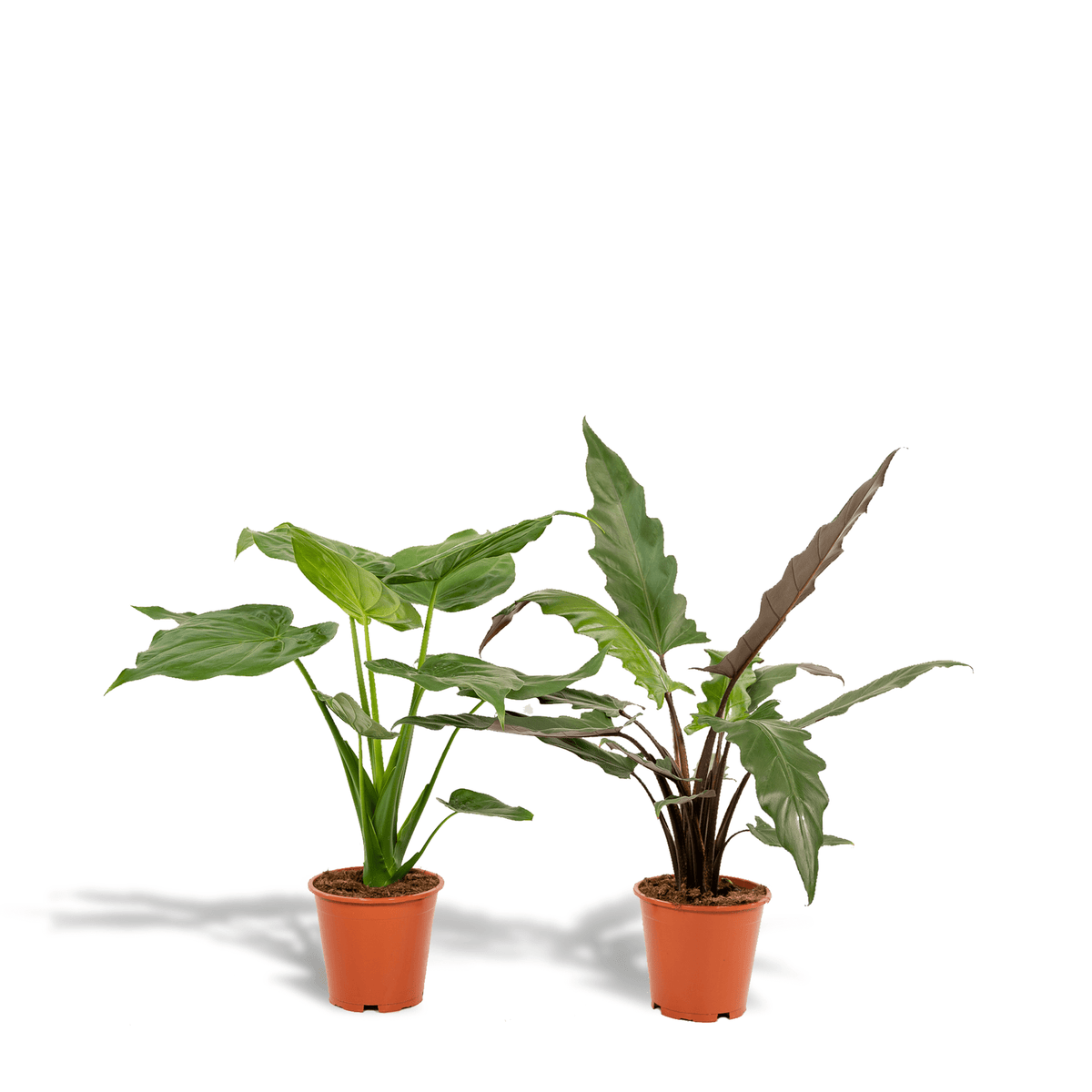 elefantenohr california Alocasia cucullata & Alocasia lauterbachiana – Elefantenohr – 2 Pflanz