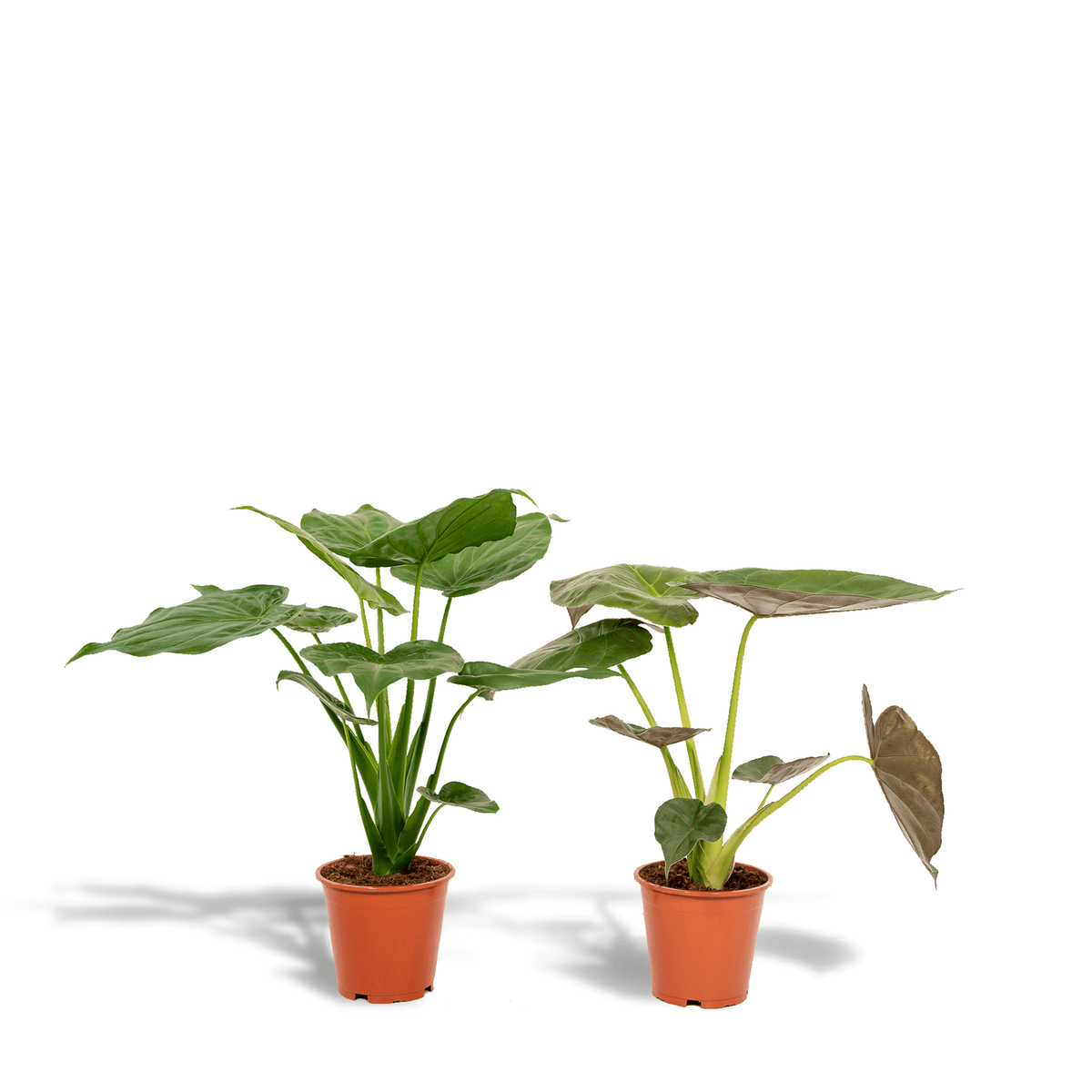 Alocasia cucullata & Alocasia wentii – Elefantenohr – 2 Pflanzen – 19 cm  Topf, 60 cm hoch