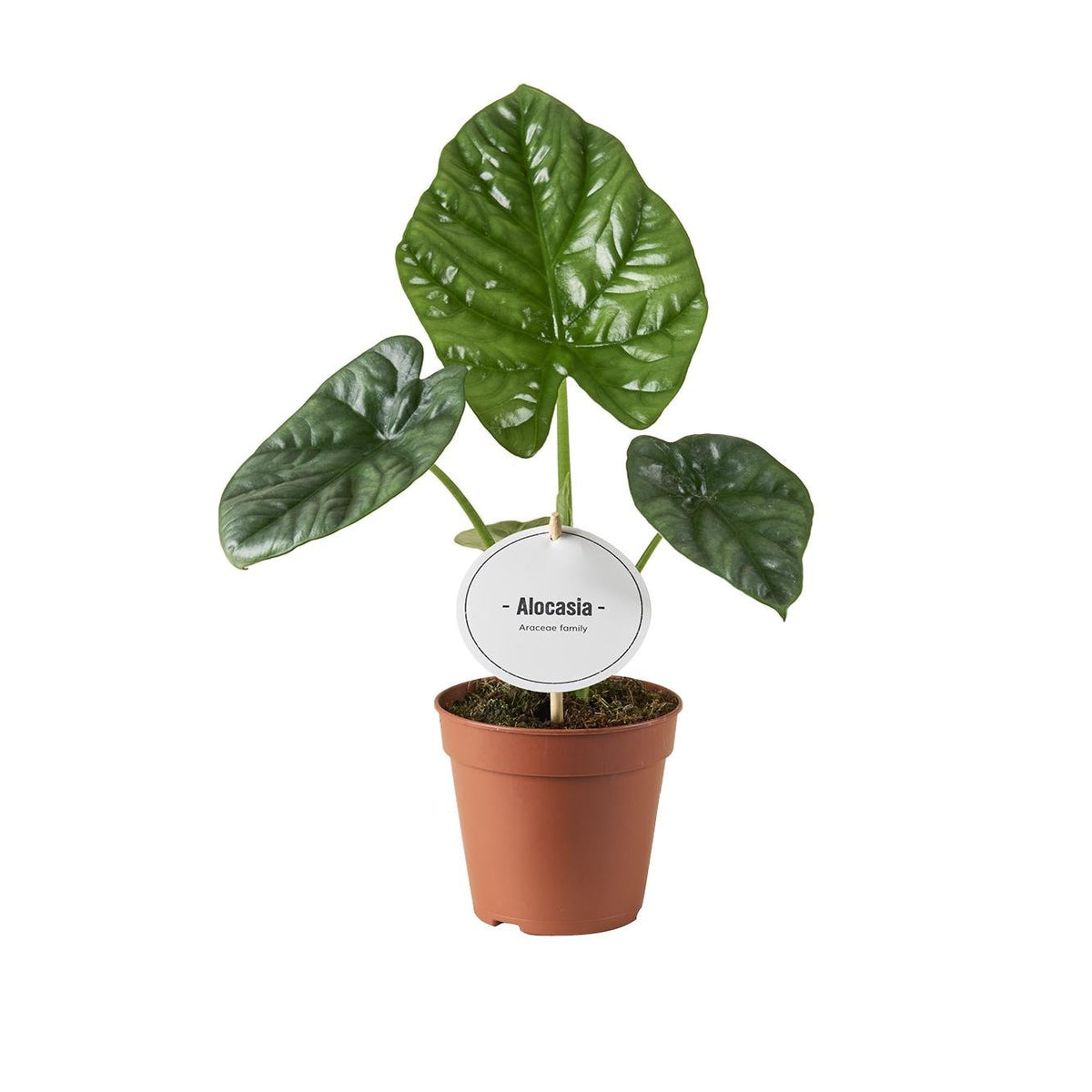 glanzmispel red robin kübel Glanzmispel 'Red Robin' / Photinia fraseri 'Red Robin' online kaufen main image 1