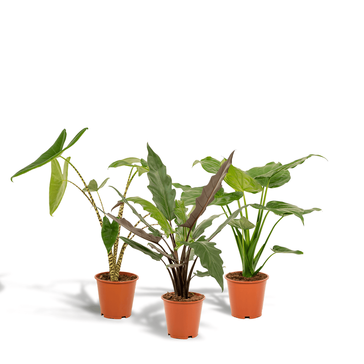 Alocasia zebrina, Alocasia cucullata & Alocasia lauterbachiana – 3 Pfl