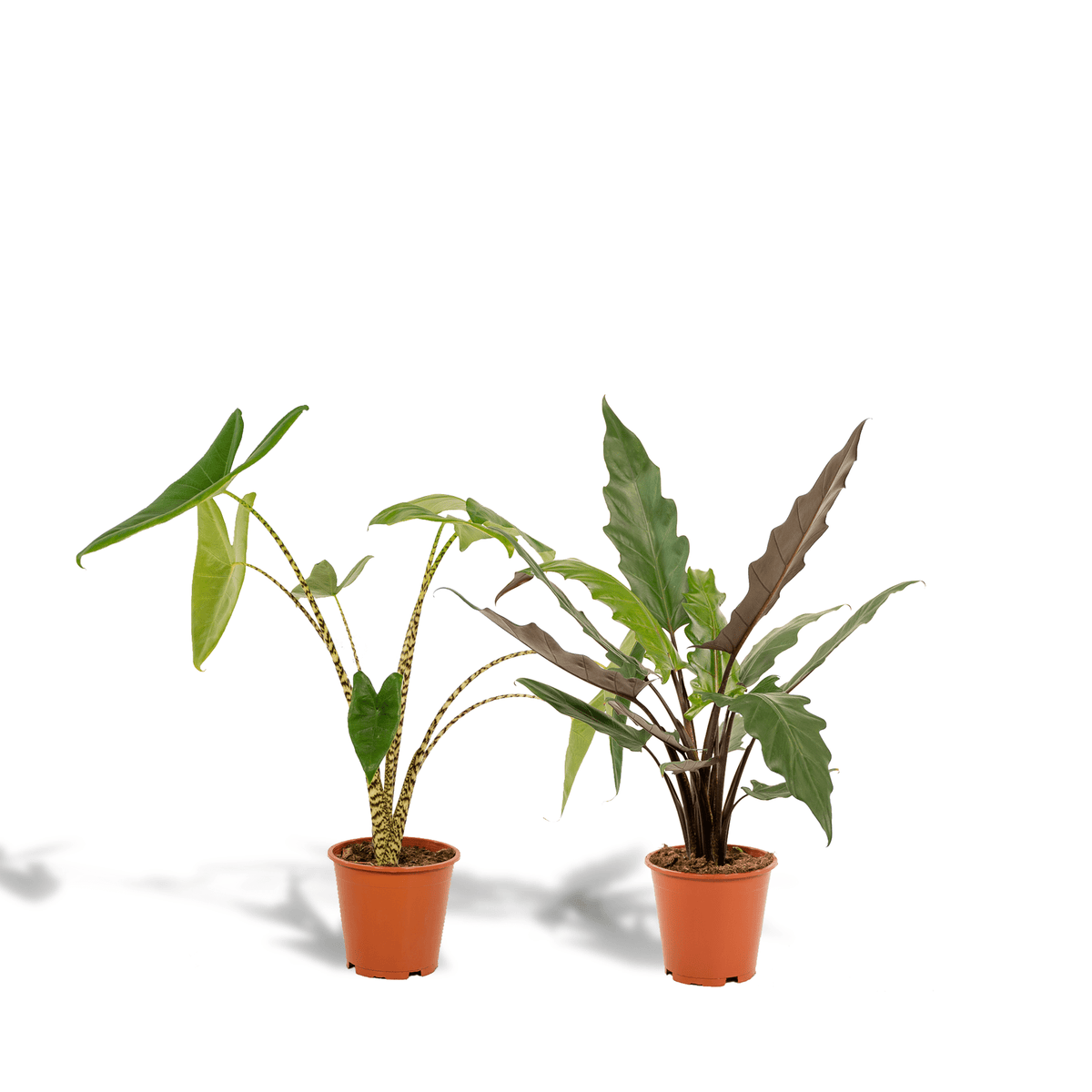 Alocasia zebrina & Alocasia lauterbachiana – Elefantenohr – 2 Pflanzen