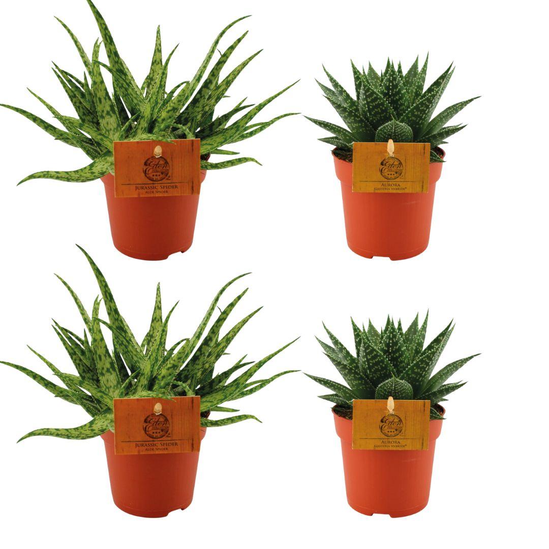 Aloe 'Spider' & Gasteria Hybride 'Aurora' – 4 Pflanzen – 10,5 cm Topf,
