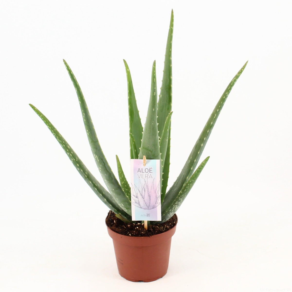 Aloe Vera – Aloe Verdadero – 40-70 cm
