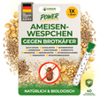 Ameisenwespchen gegen Brotkäfer, Tabakkäfer & Co.