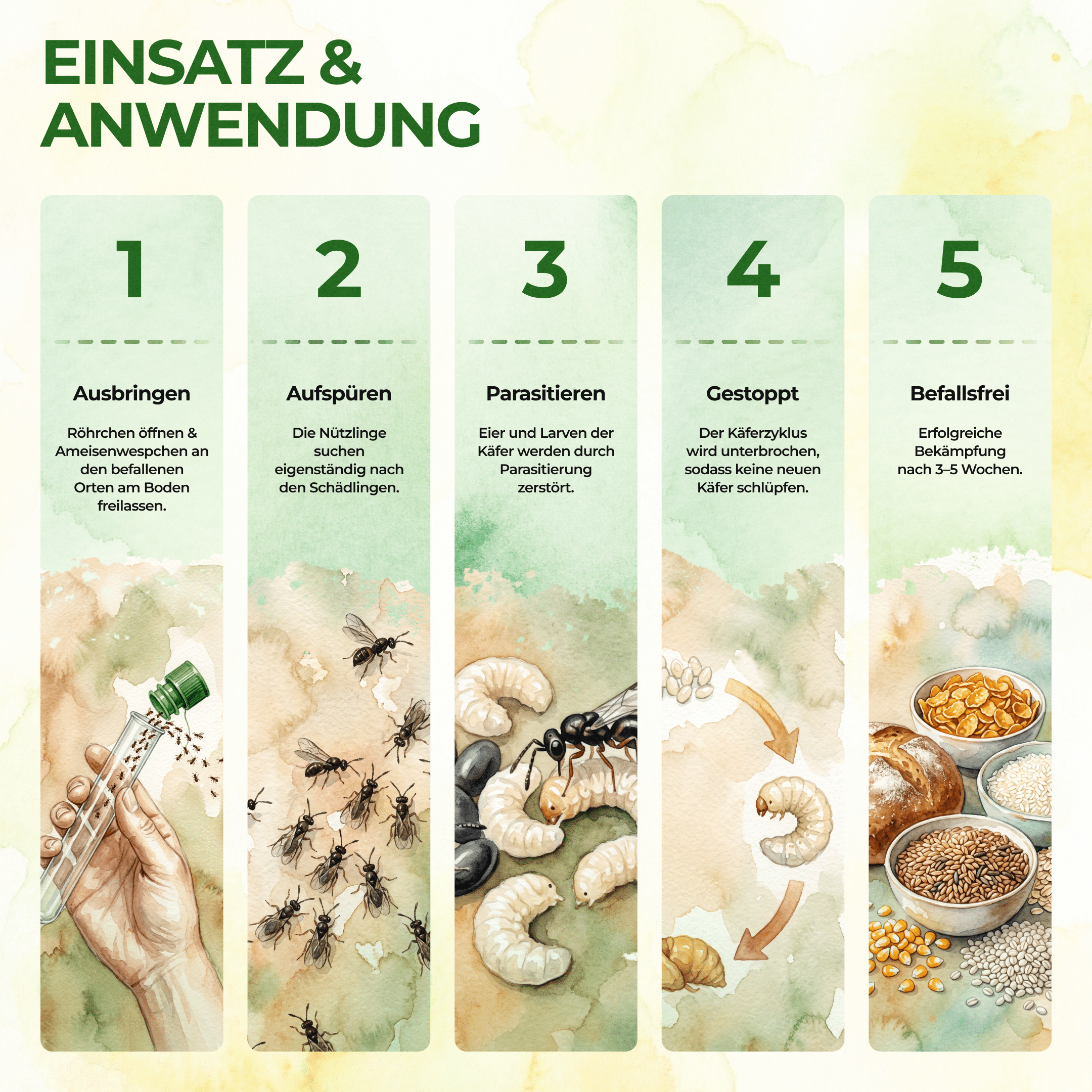 Ameisenwespchen gegen Brotkäfer, Tabakkäfer & Co. - Green Guardia - Ihr Experte für Schädlinge und Pflanzen