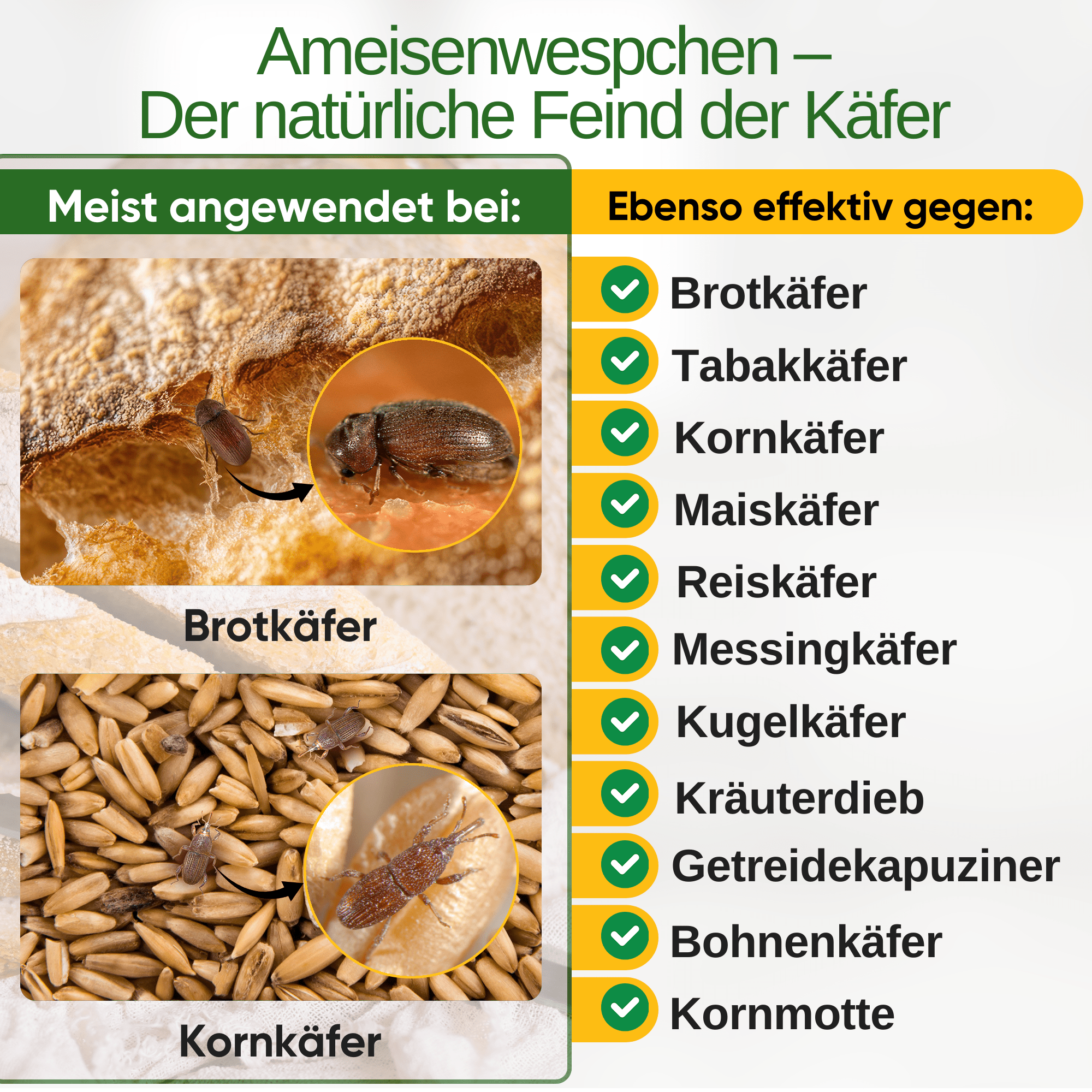Ameisenwespchen gegen Brotkäfer, Tabakkäfer & Co. - Green Guardia - Ihr Experte für Schädlinge und Pflanzen