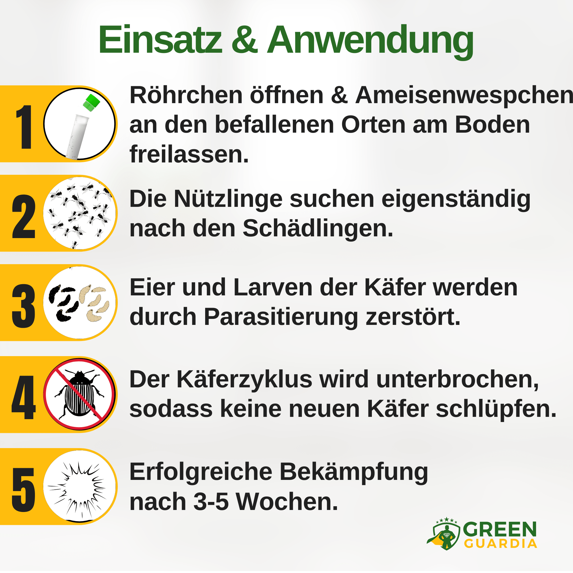 Ameisenwespchen gegen Brotkäfer, Tabakkäfer & Co. - Green Guardia - Ihr Experte für Schädlinge und Pflanzen