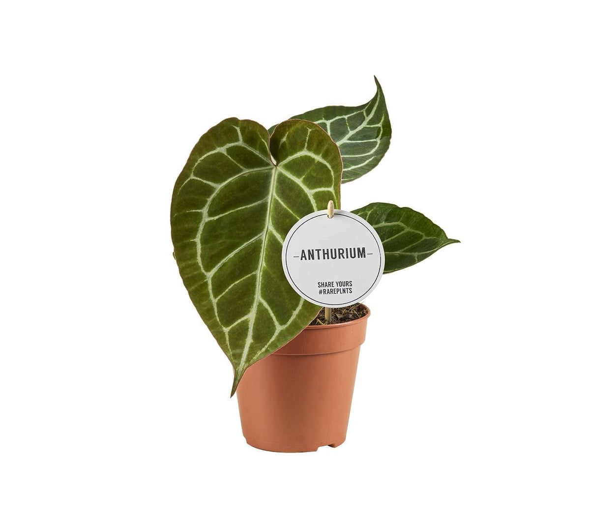 bogenhanf schlafzimmer kaufen Bogenhanf Sansevieria – Luftreinigende Zimmerpflanze 17 cm main image 1
