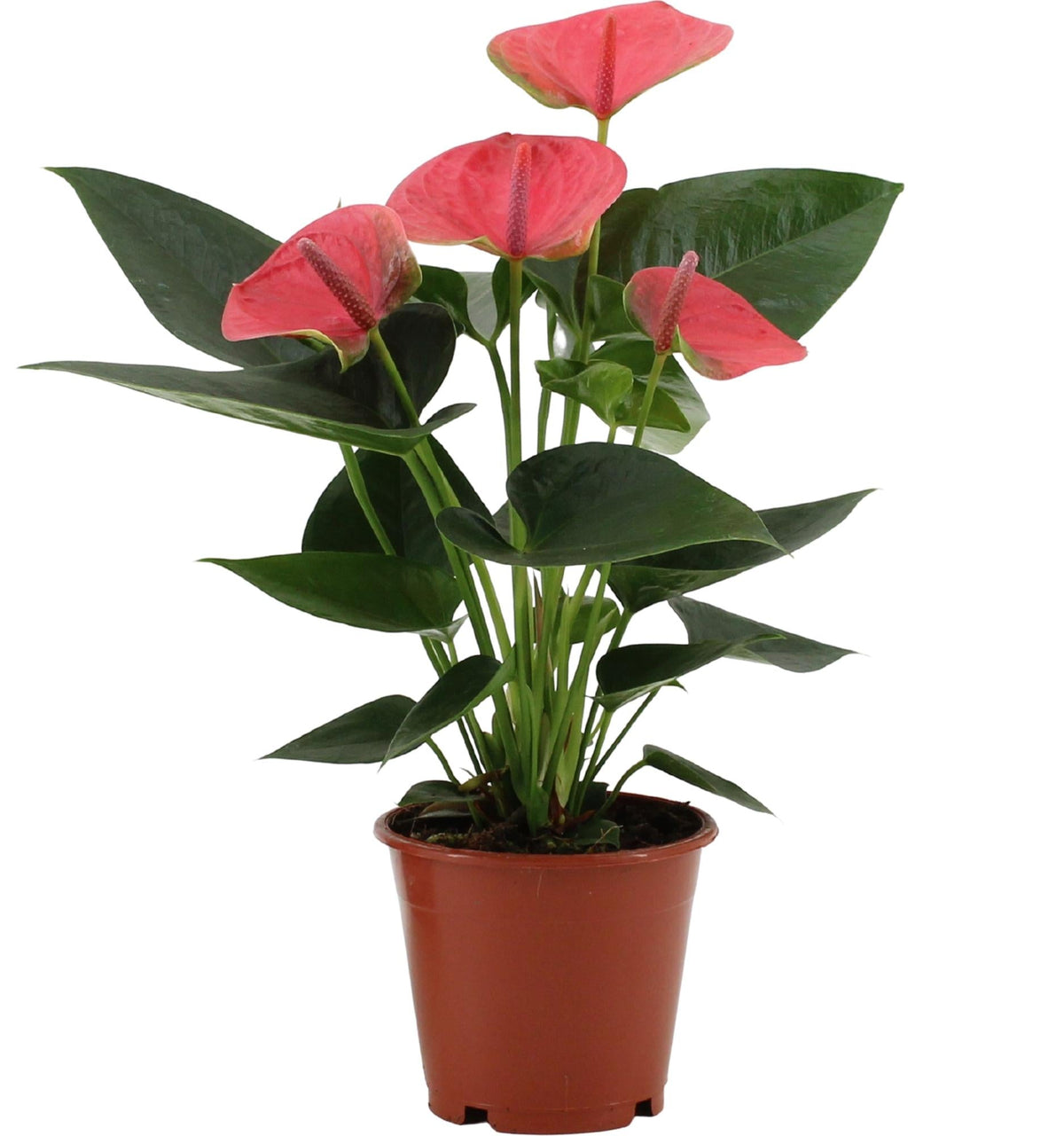 Anthurium – Flamingoblume - verschiedene Farben & Größen - 35-90 cm - Sweet  Dream In Transparant Sleeve - Ø12cm