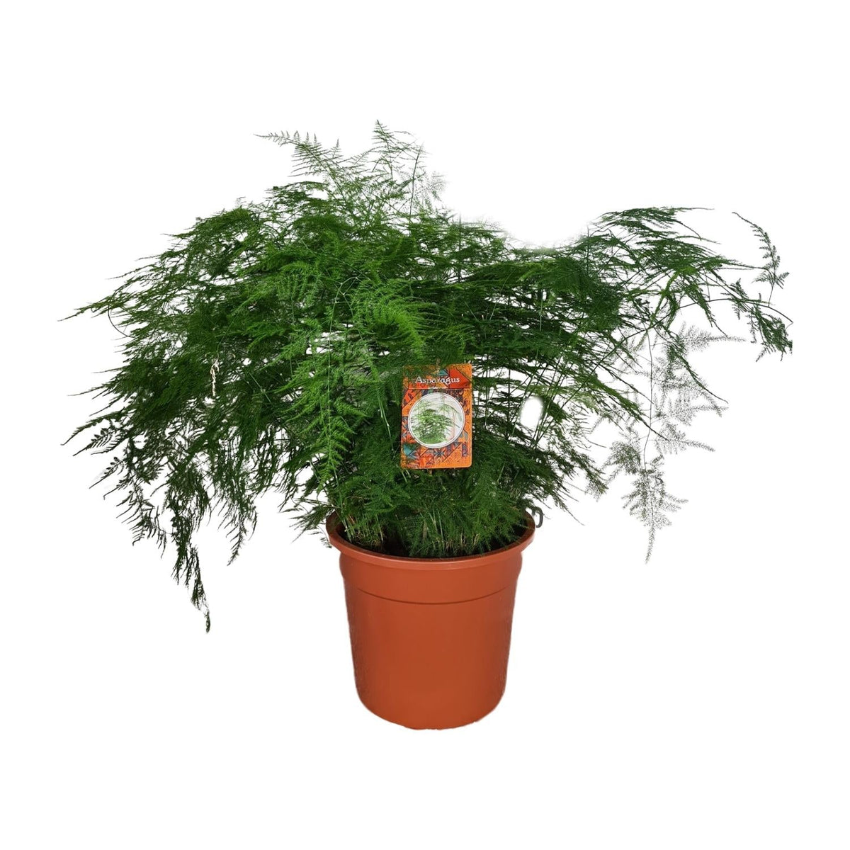 Asparagus Setaceus – Spargelfarn - 30-70 cm - Ø12cm