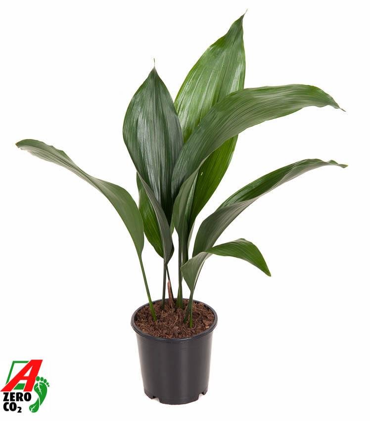 Aspidistra elatior – Schusterpalme – 13 cm Topf, 50 cm hoch