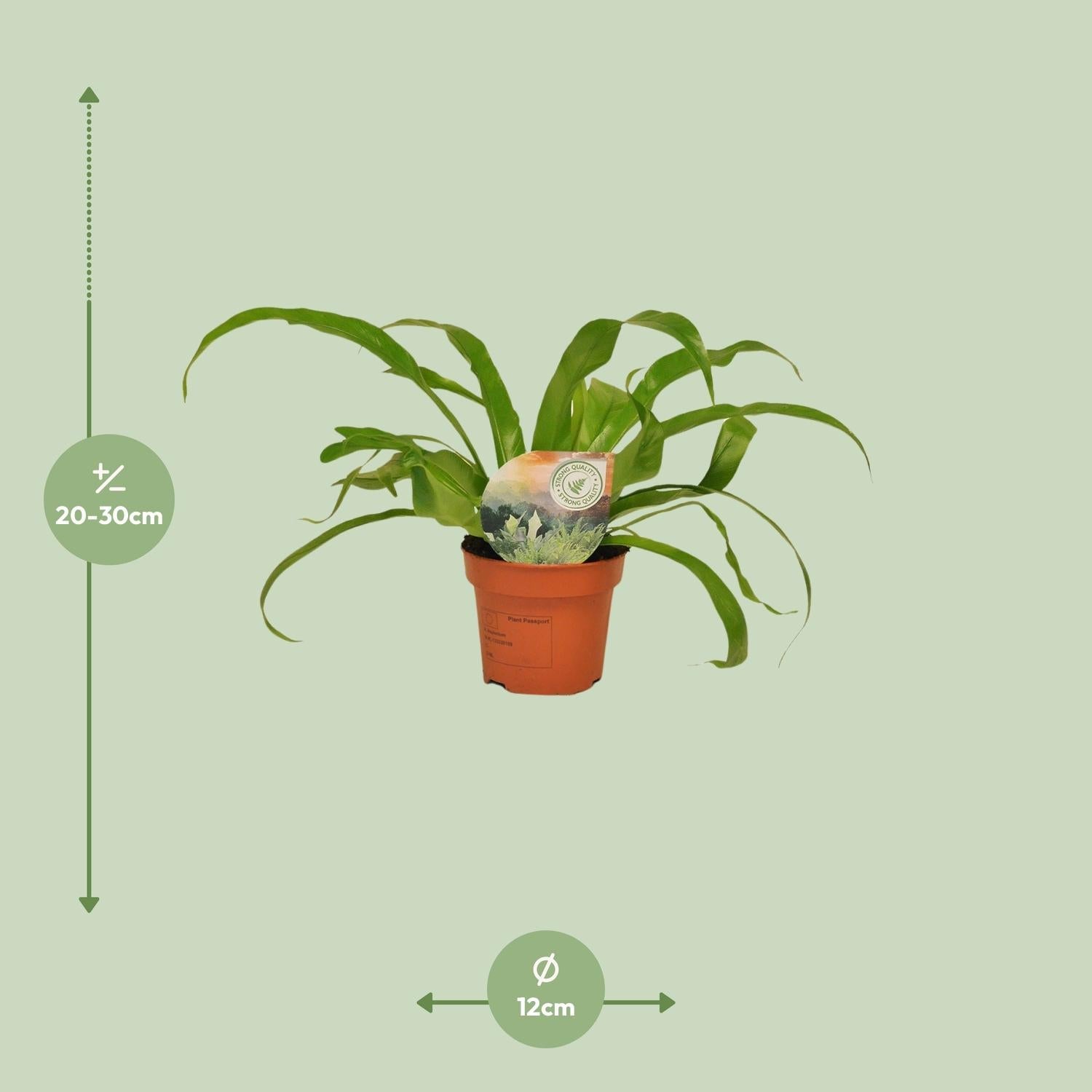 Asplenium antiquum – Nestfarn – verschiedene Größen - 25 - 60 cm hoch - Green Guardia - Ihr Experte für Schädlinge und Pflanzen