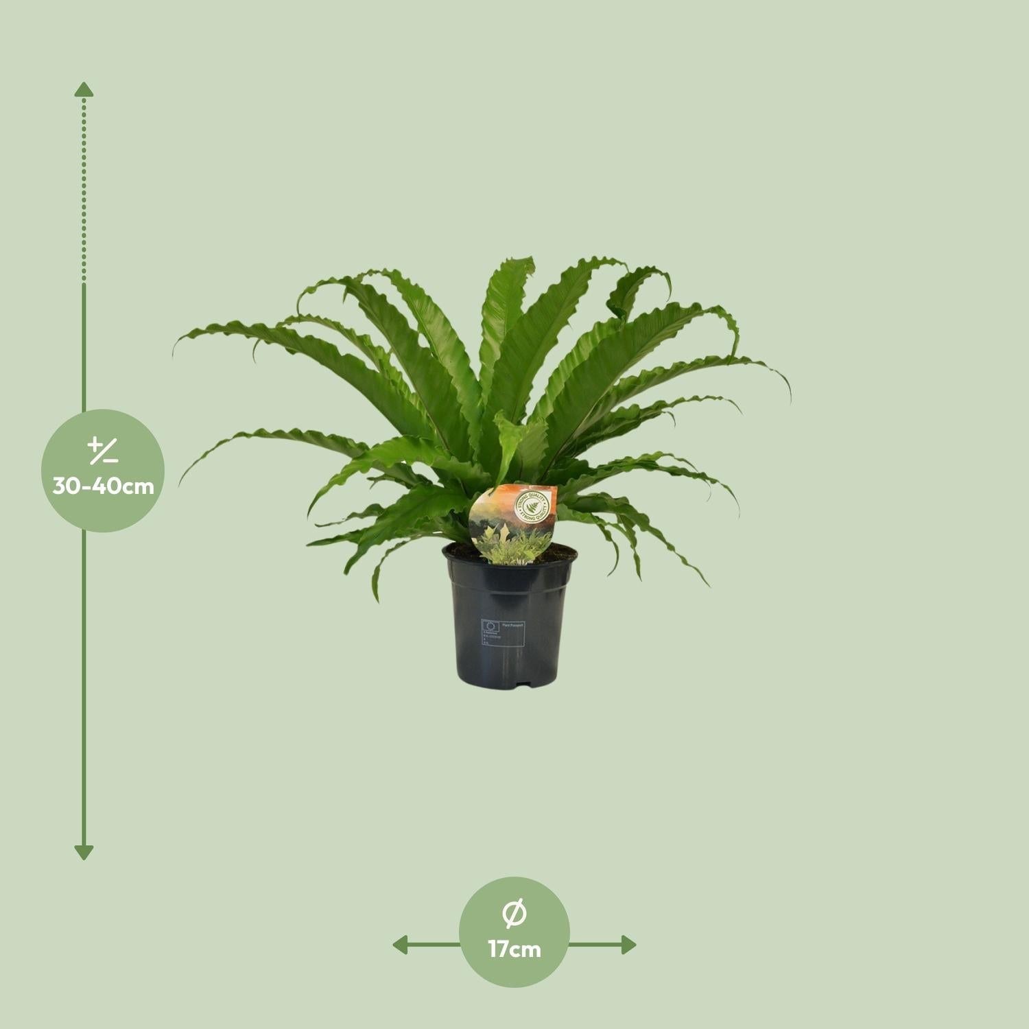 Asplenium antiquum – Nestfarn – verschiedene Größen - 25 - 60 cm hoch - Green Guardia - Ihr Experte für Schädlinge und Pflanzen