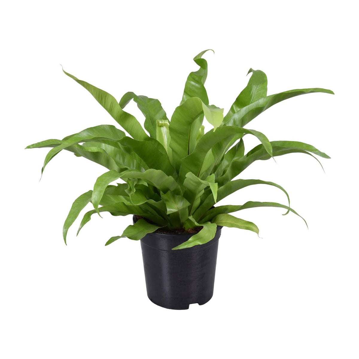 Asplenium antiquum – Nestfarn – verschiedene Größen - 25-60 cm hoch - Ø12cm 