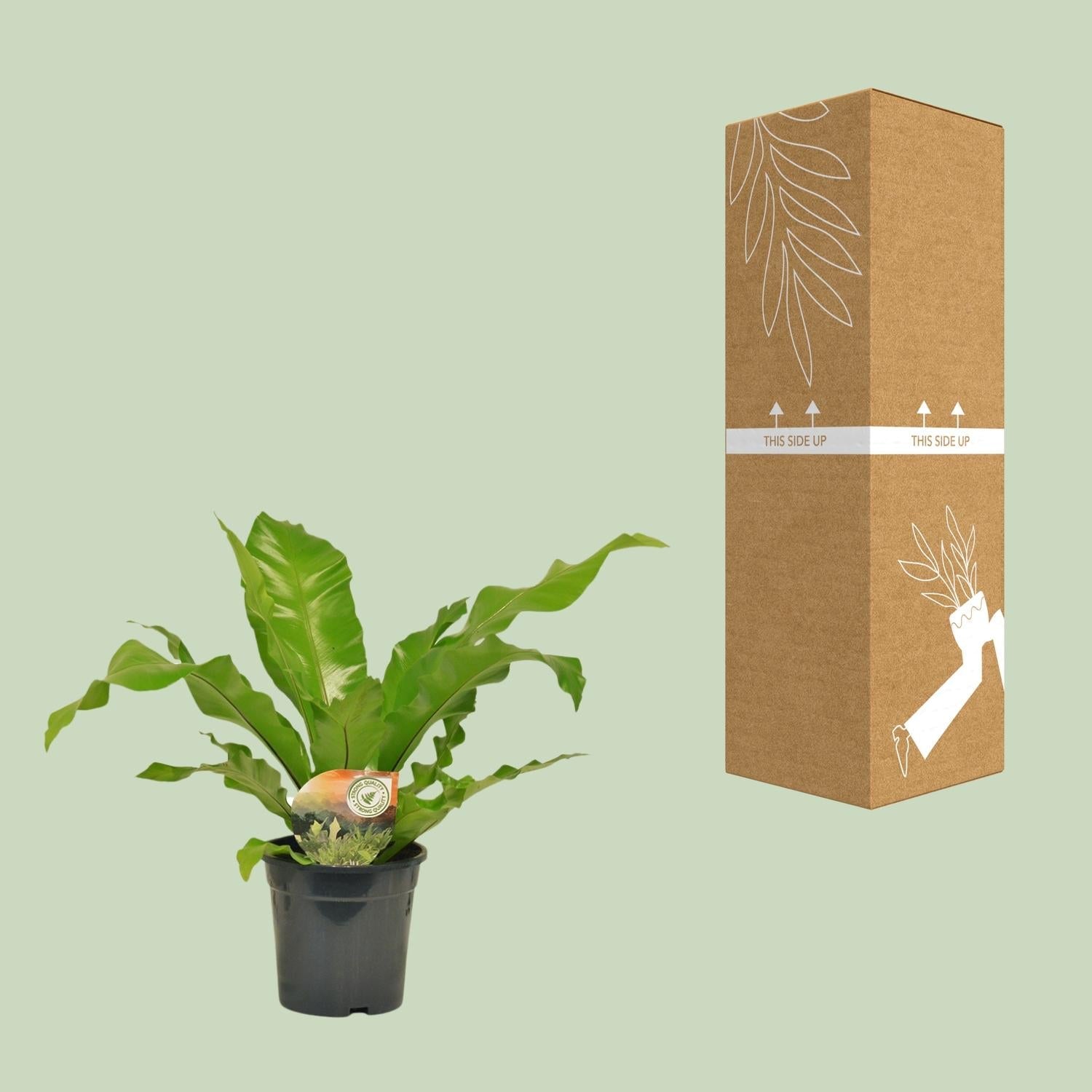 Asplenium nidus – Nestfarn – verschiedene Größen - 35 - 60 cm hoch - Green Guardia - Ihr Experte für Schädlinge und Pflanzen