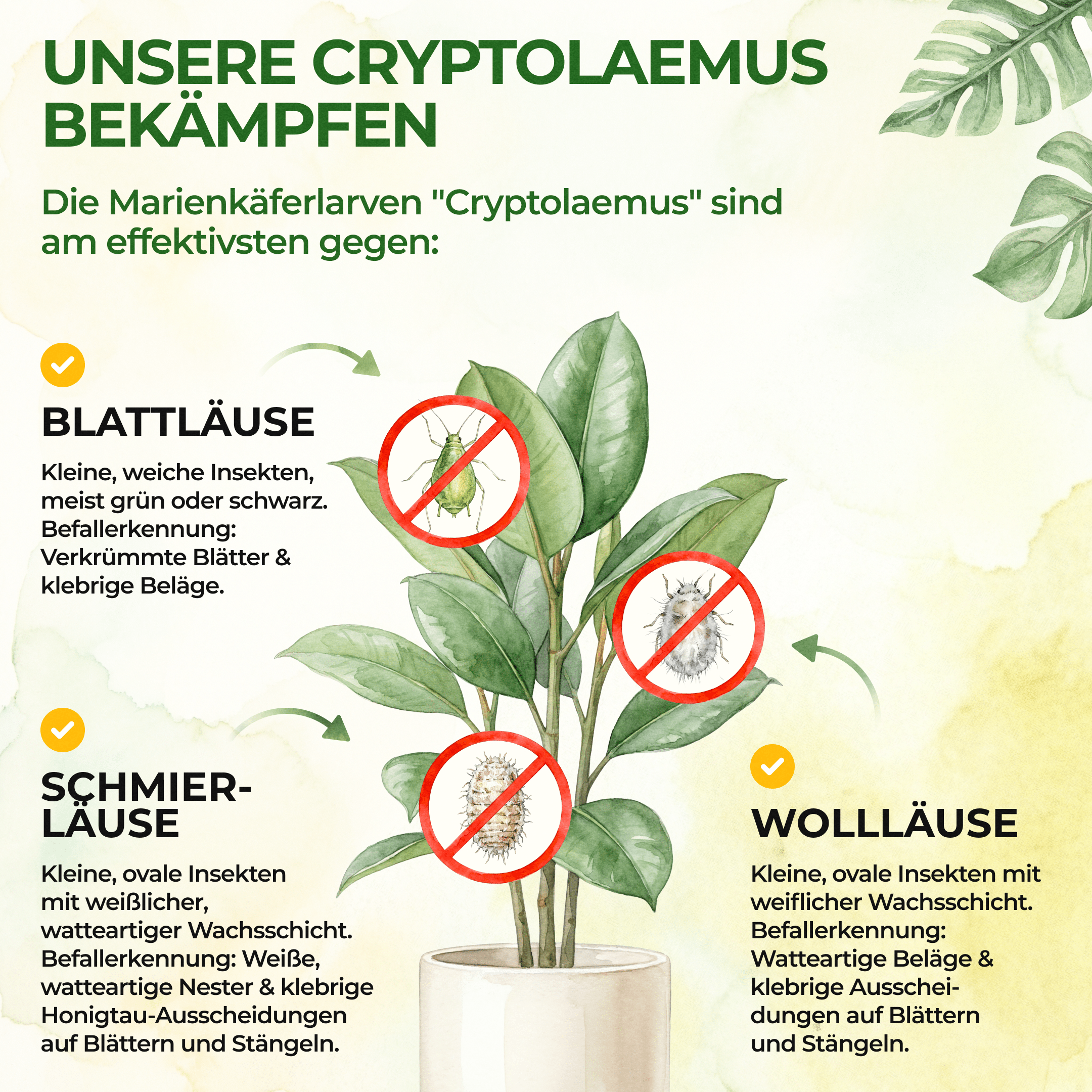 Australische Marienkäfer - Larven gegen Wollläuse, Schmierläuse & Blattläuse - Green Guardia - Ihr Experte für Schädlinge und Pflanzen