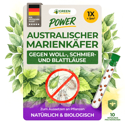 Australischer Marienkäfer gegen Wollläuse, Schmierläuse & Blattläuse - Green Guardia - Ihr Experte für Schädlinge und Pflanzen