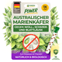 Australischer Marienkäfer gegen Wollläuse, Schmierläuse & Blattläuse - Green Guardia - Ihr Experte für Schädlinge und Pflanzen
