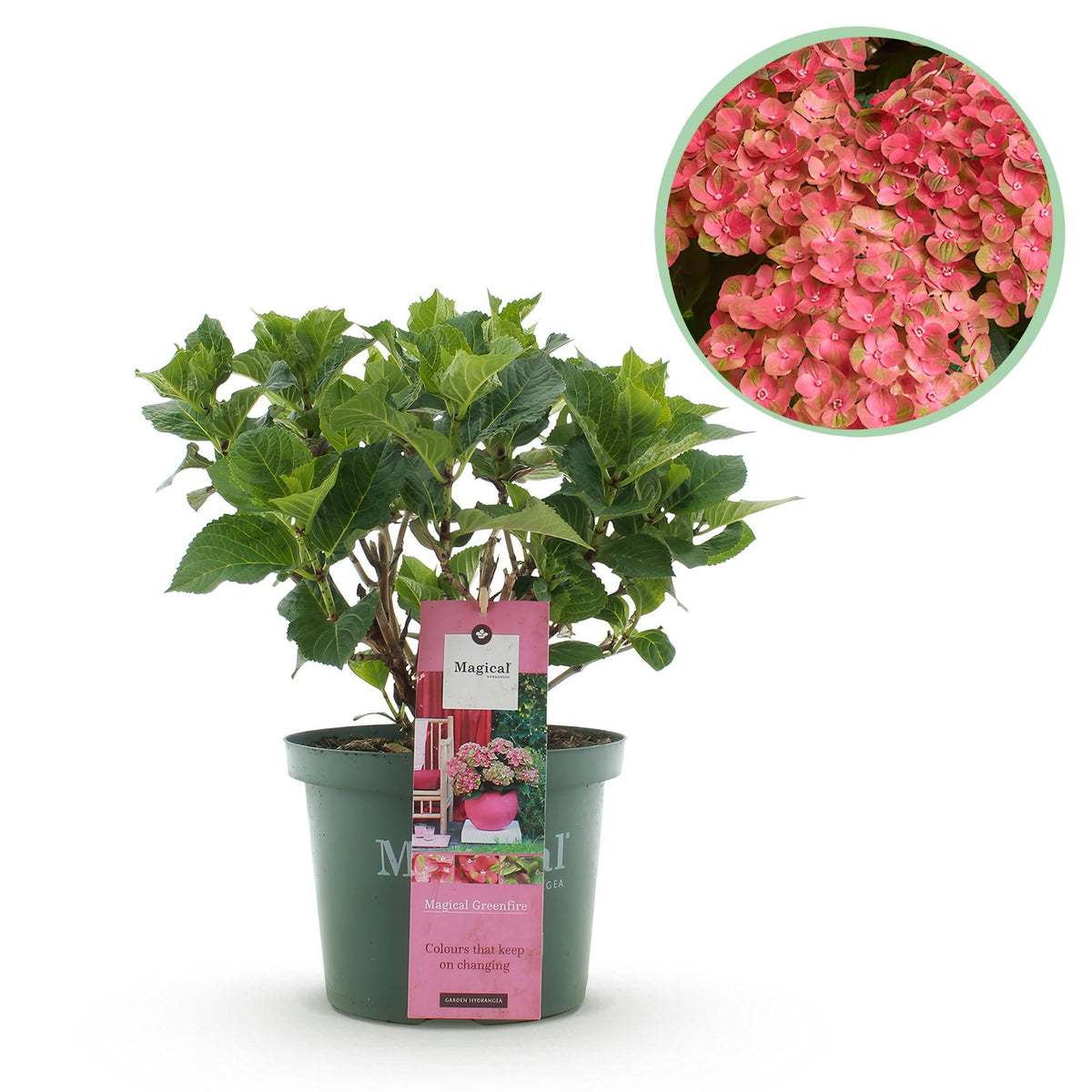 Balkonpflanze Hortensie 'Magical Green Fire' – 6–10 Blüten, rosa-grün,