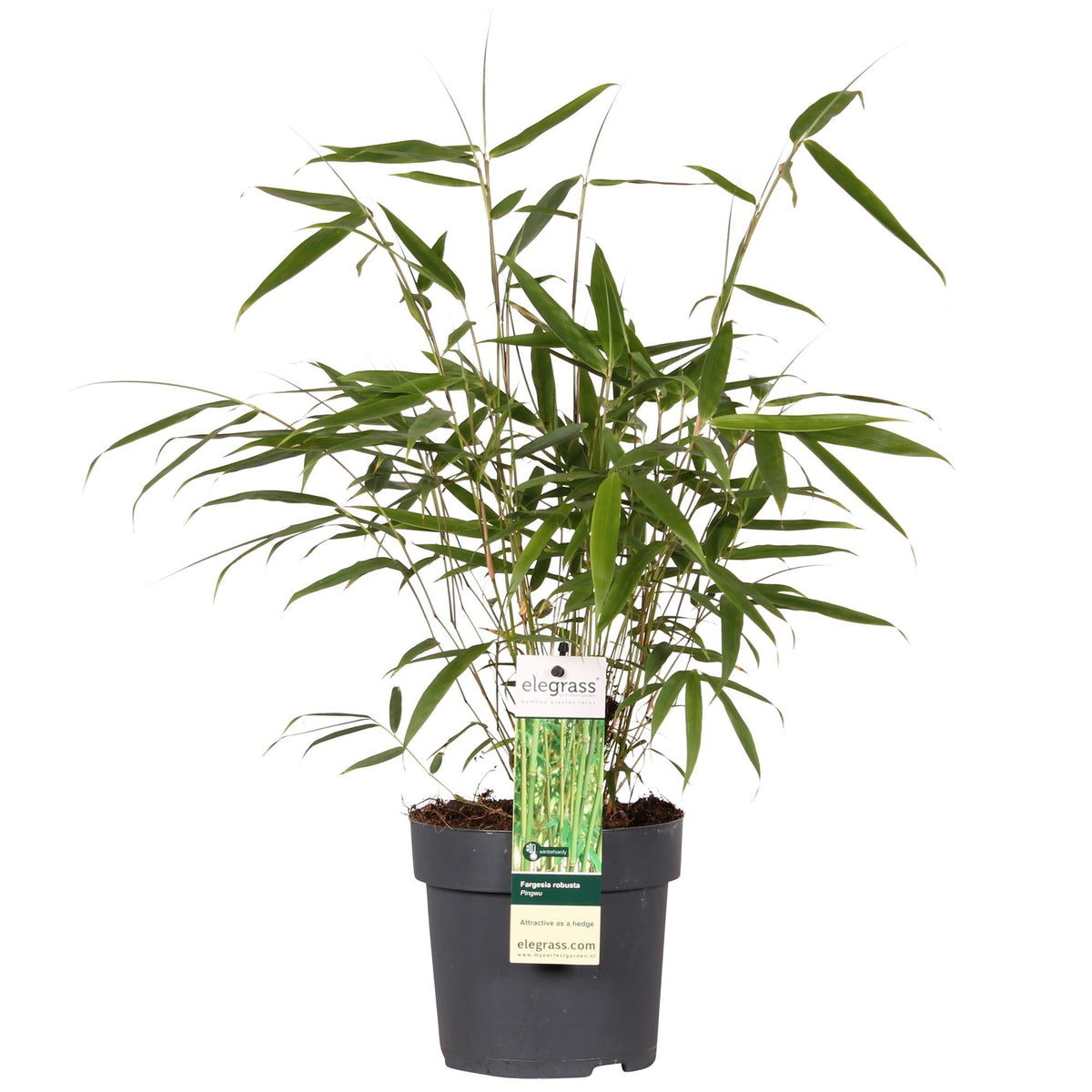 Bambus 'Pingwu' – winterharte Fargesia robusta, 14 cm Topf, 40 cm hoch