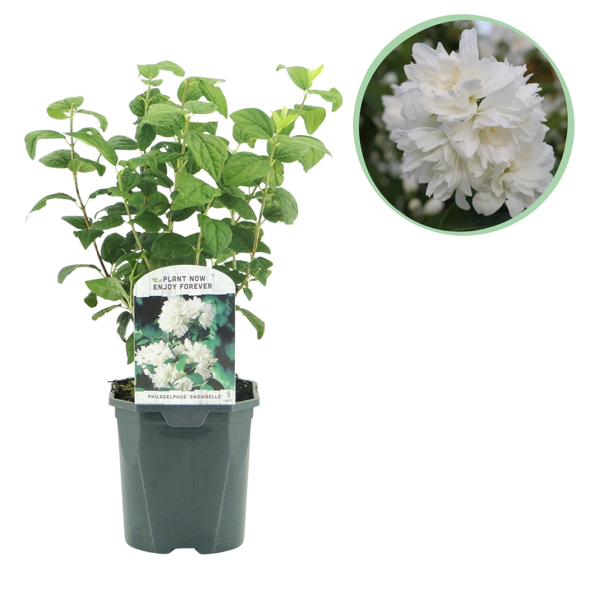 Bauernjasmin 'Snowbelle' – laubabwerfend, weiße Blüten, 17-cm-Topf, 45