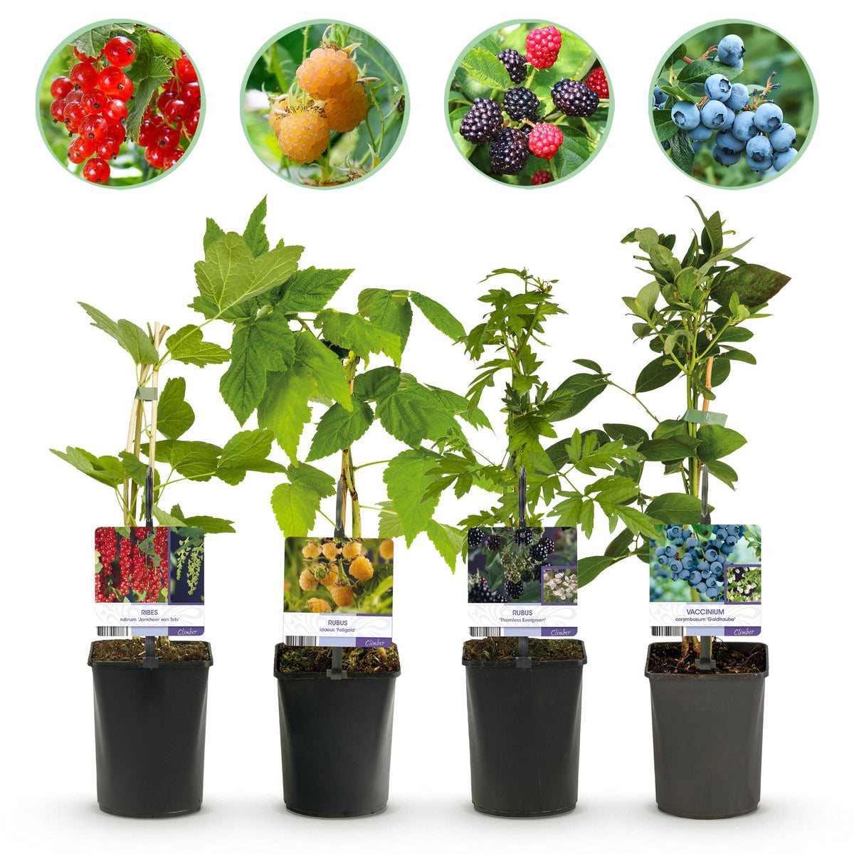 Beerenmix – 4 Obstpflanzen: Rote Beere, Gelbe Himbeere, Schwarze Brombeere  & Blaubeere (11 cm Topf, 40 cm hoch)