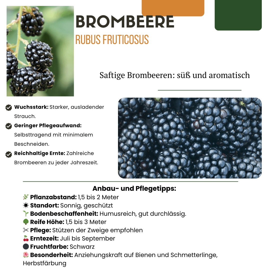 BIO Obstpflanzen - Set „Süße Ernte Trio“ – drei verschiedene Sorten - Green Guardia - Ihr Experte für Schädlinge und Pflanzen