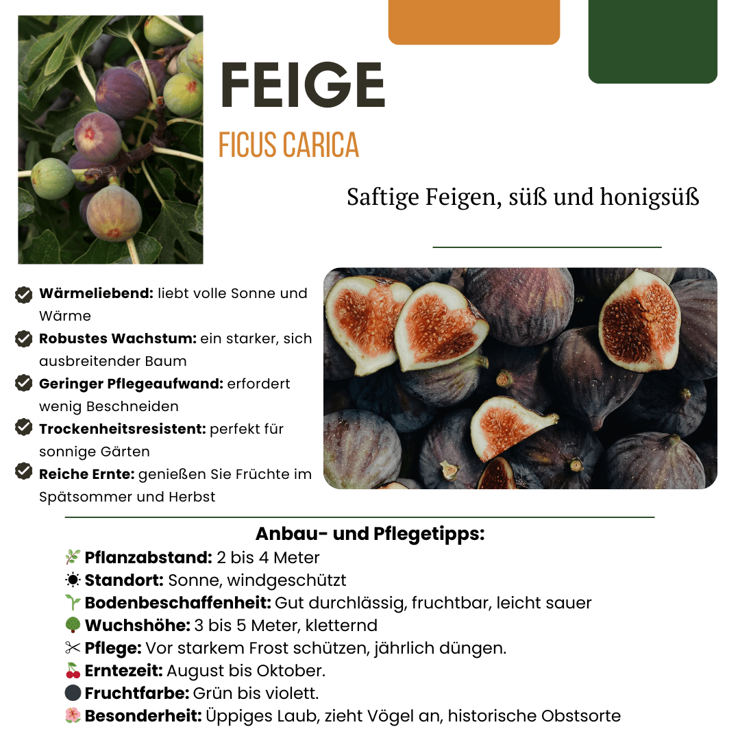 BIO Obstpflanzen - Set „Süße Ernte Trio“ – drei verschiedene Sorten - Green Guardia - Ihr Experte für Schädlinge und Pflanzen