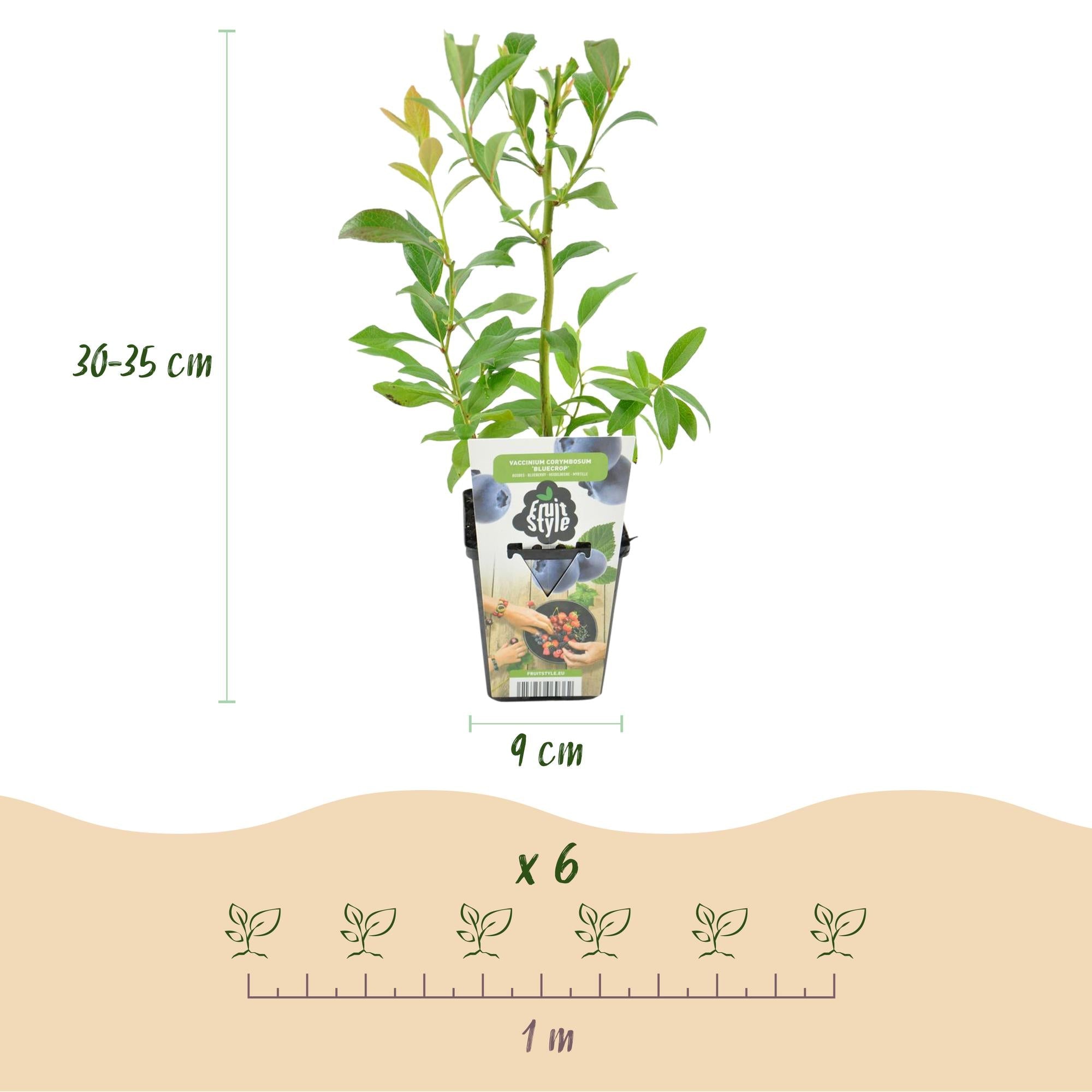 Blaubeere – Vaccinium corymbosum ‘Bluegold’ – winterhart – blaue Beeren – 3 - 6 Pflanzen – 9 cm Topf - Green Guardia - Ihr Experte für Schädlinge und Pflanzen