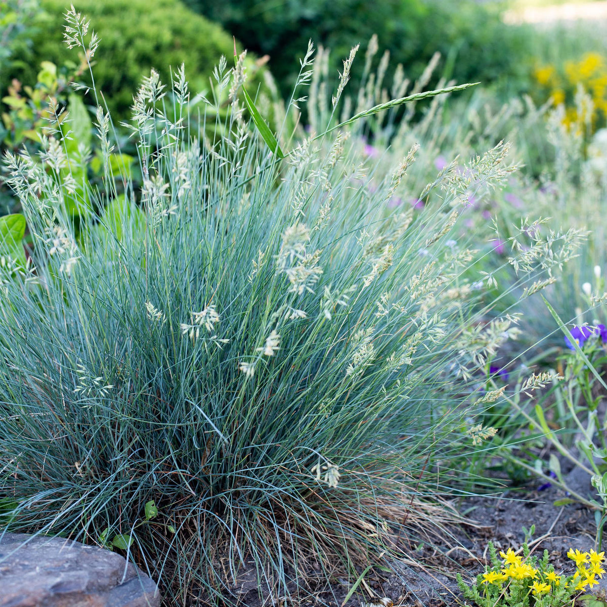 Blauschwingel 'Intense Blue' (Festuca glauca) – immergrün, 17 cm Topf,