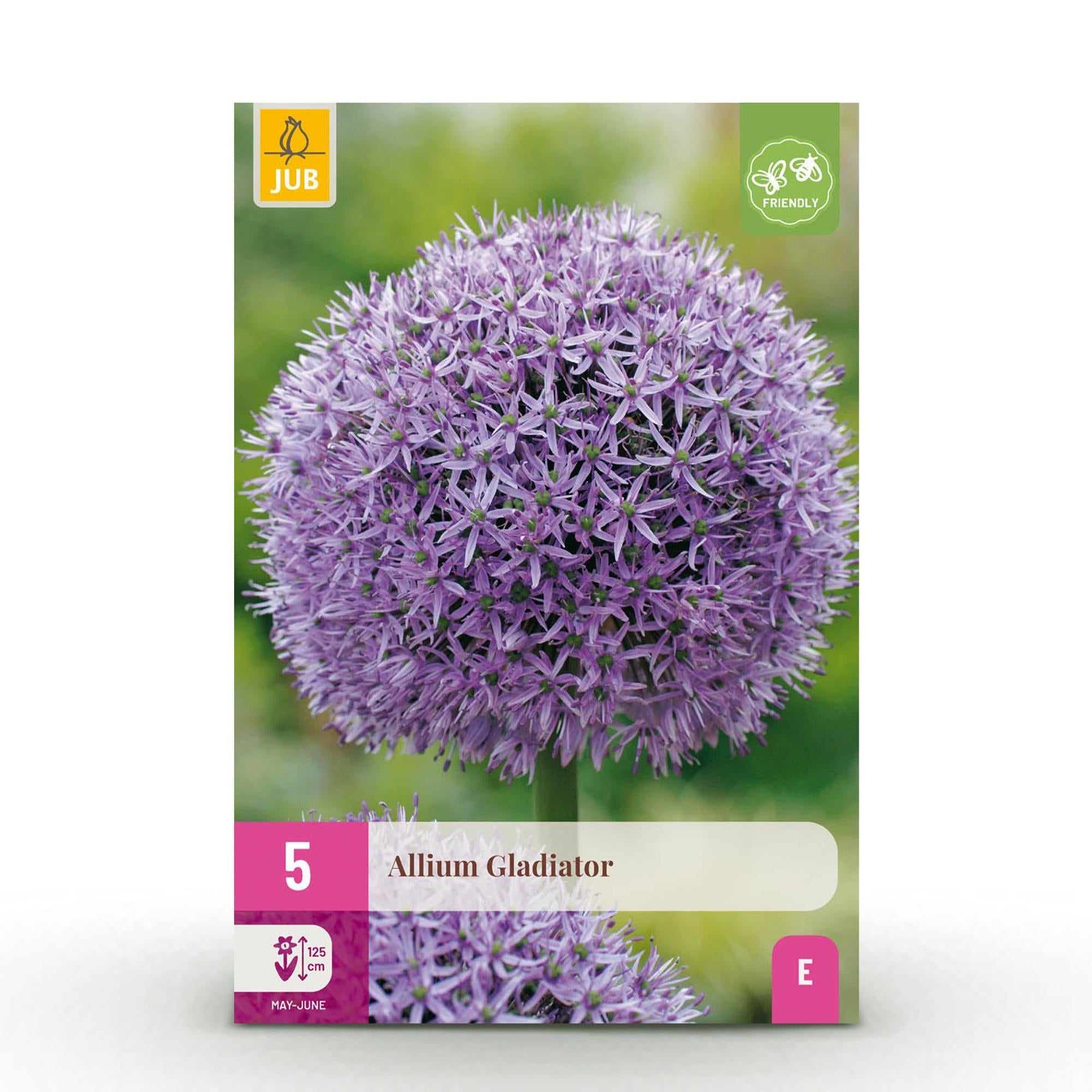 Blumenzwiebeln – Allium ‘Gladiator’ – winterhart & mehrjährig – lila – 5 Stück – Zwiebelgröße 16/18 – XXL Pack - Green Guardia - Ihr Experte für Schädlinge und Pflanzen