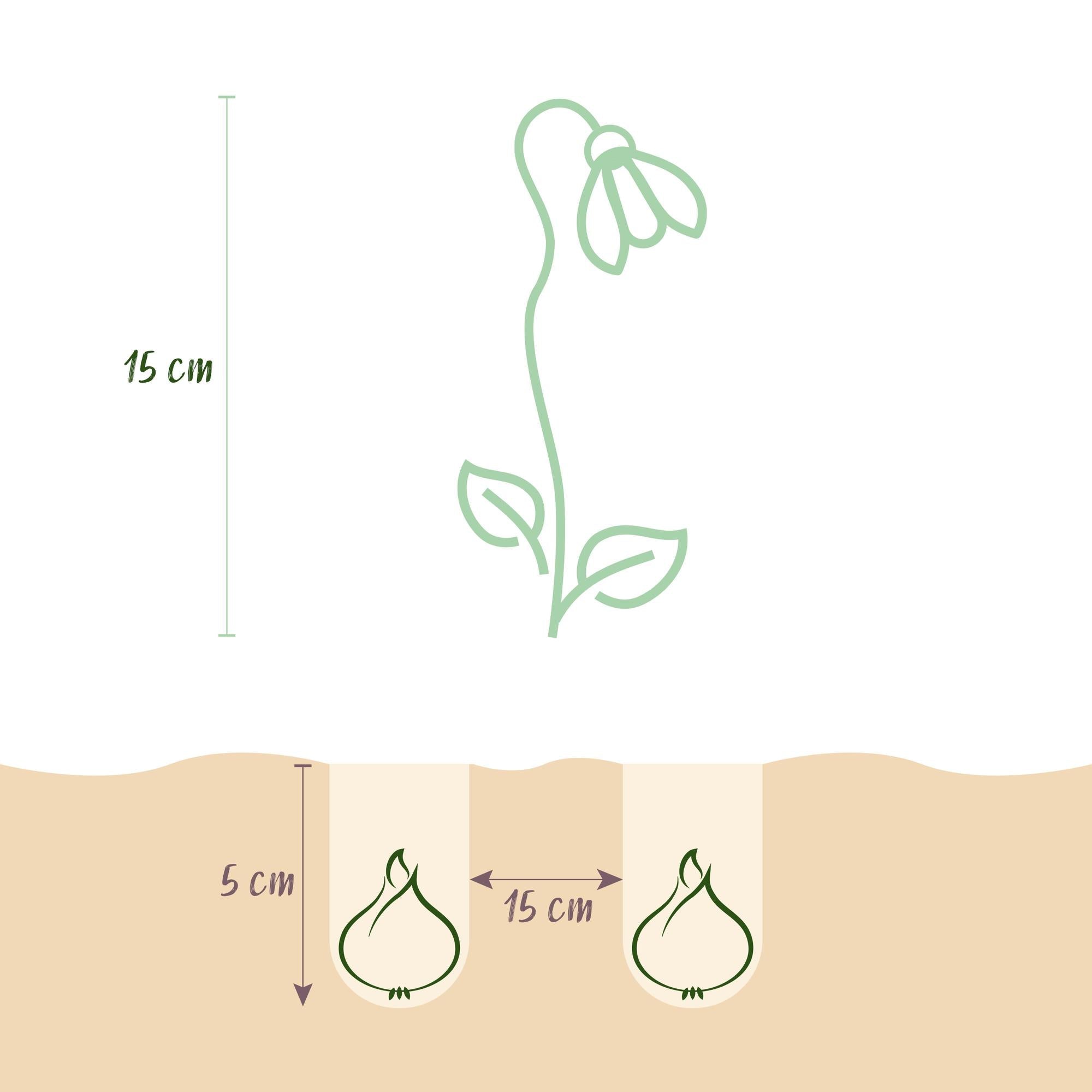 Blumenzwiebeln – Scilla siberica – winterhart & mehrjährig – lila – 50 Stück – Zwiebelgröße 7/8 – XXL Pack - Green Guardia - Ihr Experte für Schädlinge und Pflanzen