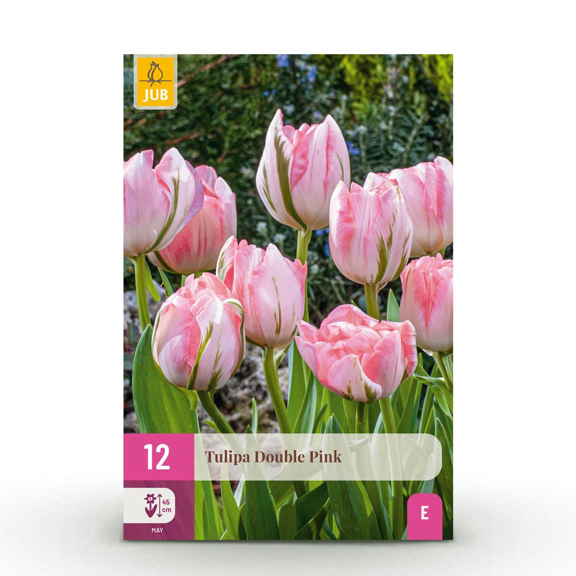 Blumenzwiebeln – Tulpe ‘Double Pink’ – winterhart & mehrjährig – rosa – 12 Stück – Zwiebelgröße 11/12 – XXL Pack - Green Guardia - Ihr Experte für Schädlinge und Pflanzen
