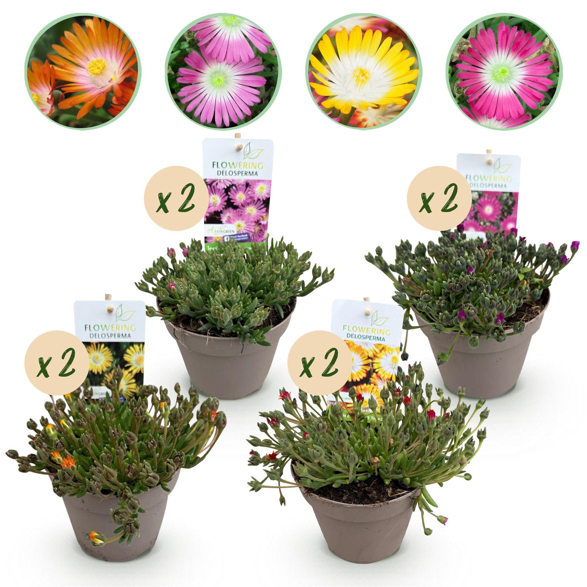 Bodendecker – Delosperma 'Jewel of the Desert' – winterhart – 8 Pflanz