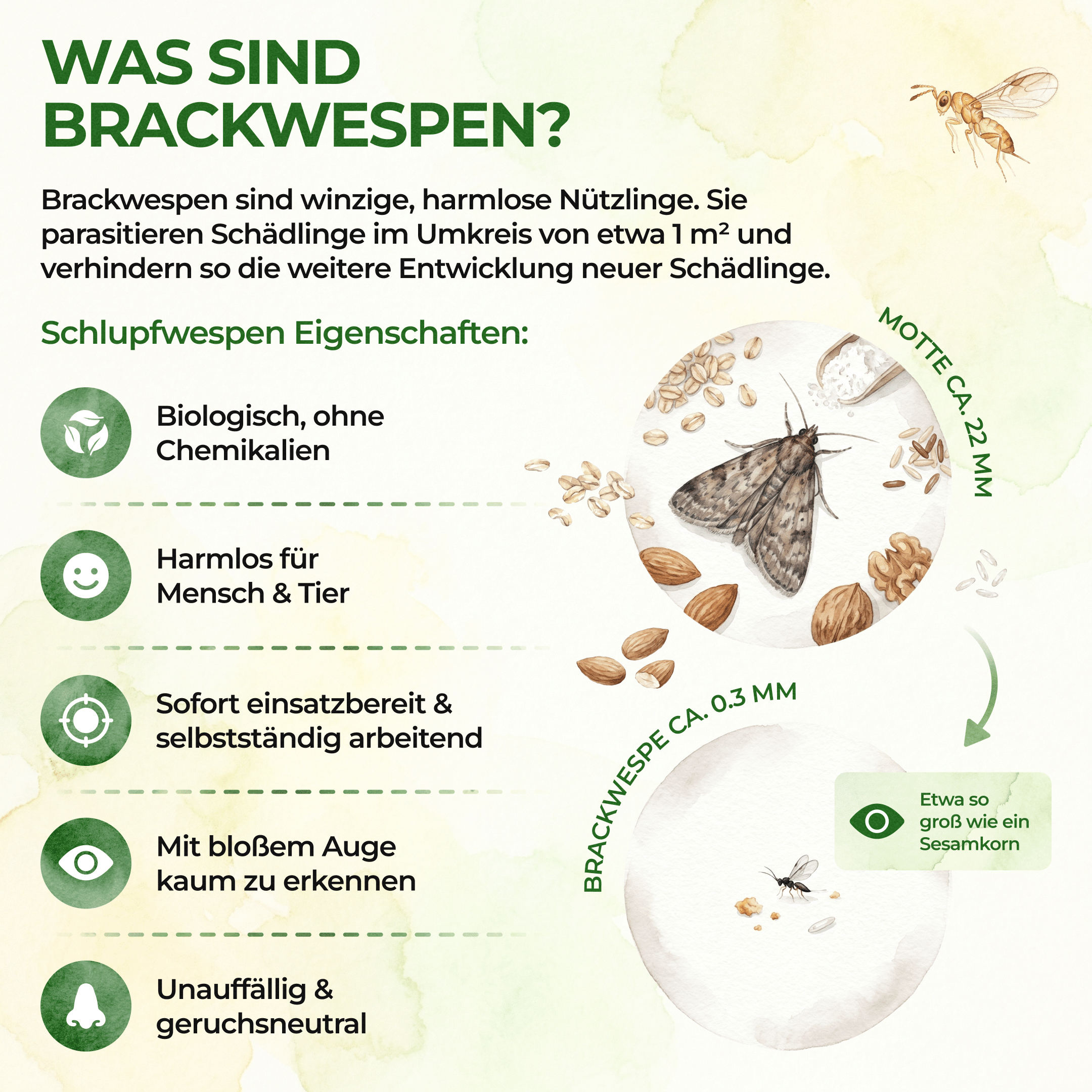 Brackwespen gegen Lebensmittelmotten - Green Guardia - Ihr Experte für Schädlinge und Pflanzen