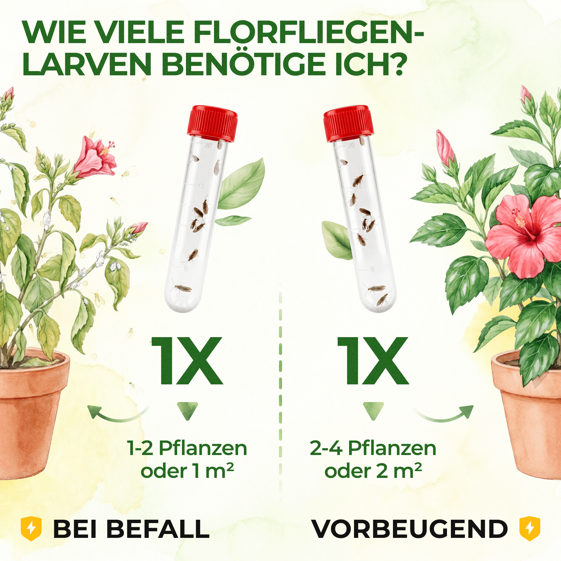 Braune Florfliegen gegen Blattläuse, Thripse, Spinnmilben und Co. - Green Guardia - Ihr Experte für Schädlinge und Pflanzen